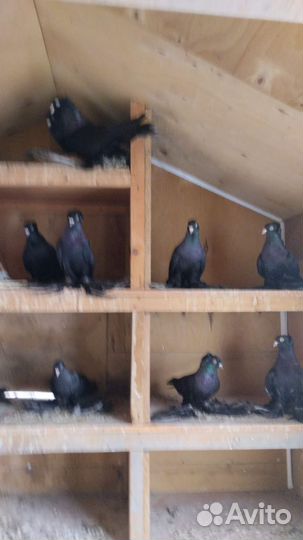 Голубь самовывоз