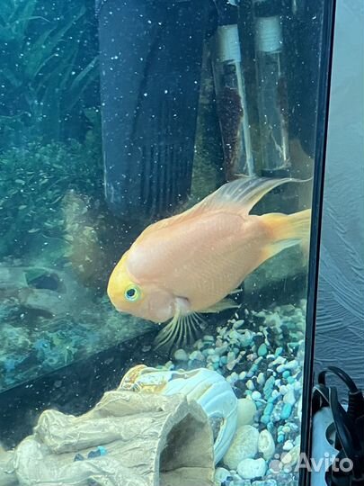 Аквариумная рыбка Тригибридный попугай