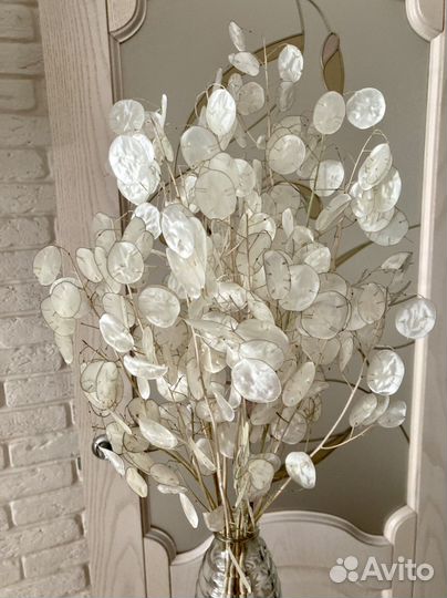 Семена лунарии, лунник, лунная трава, сухоцвет