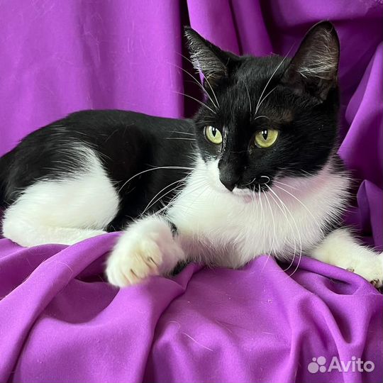 Кошка Софья в добрые руки (окрас черный с белым)