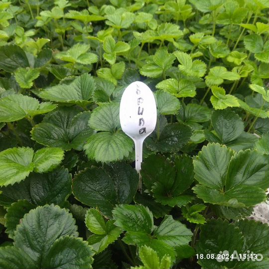 Клубника Брила