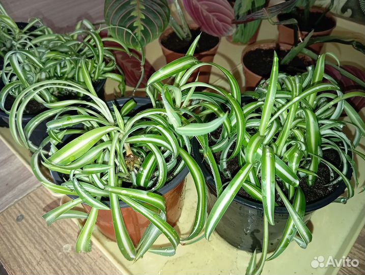 Хлорофитум, маранта, циссус, аглаонема, фикусы