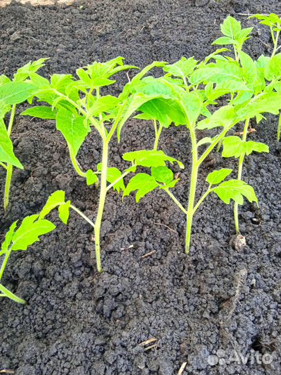 Рассада томатов