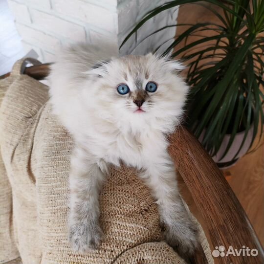 Шотландские котята