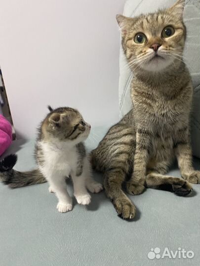 Шотландские вислоухие котята