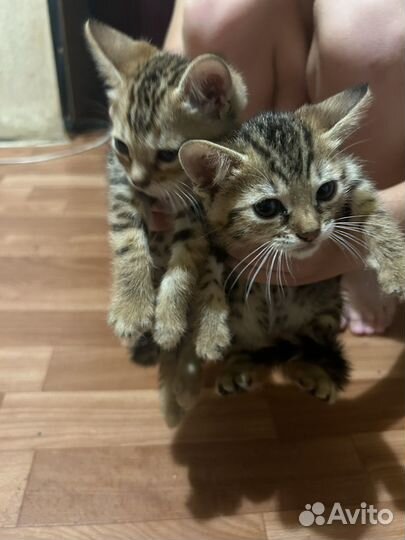 Бенгальские котята