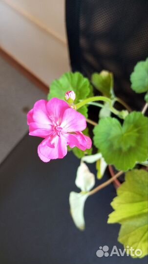 Герань пеларгония