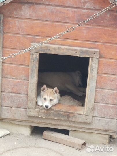 Собаки хаски