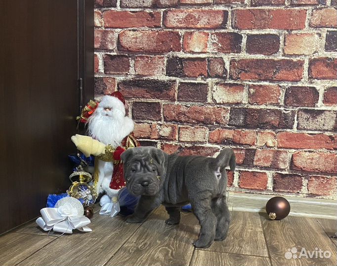 Щенки шарпея