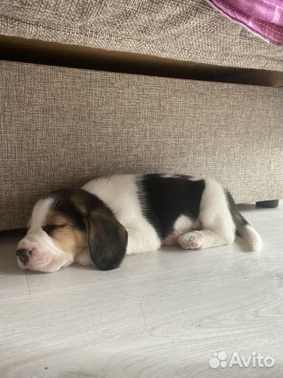 Собака бигль