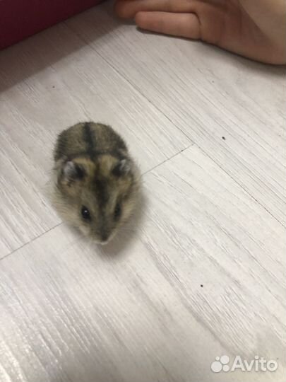 Джунгарский хомяк