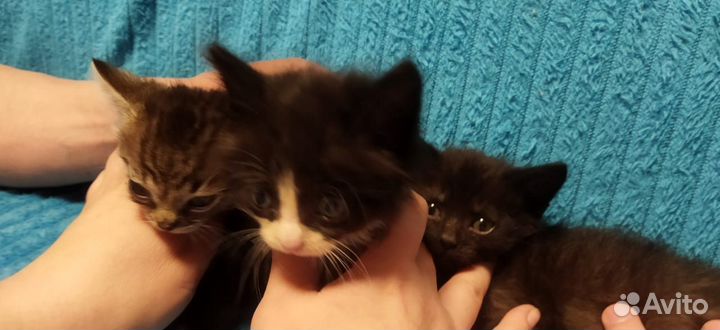 Котятки в добрые руки