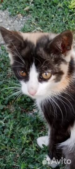 Красоточка