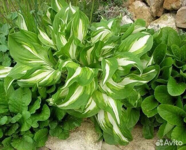 Филипендула, хосты, снежноягодник, спирея