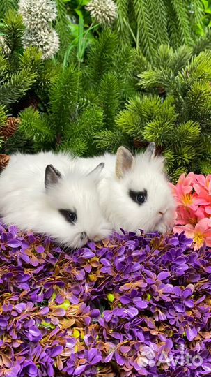 Ручные кролики мини