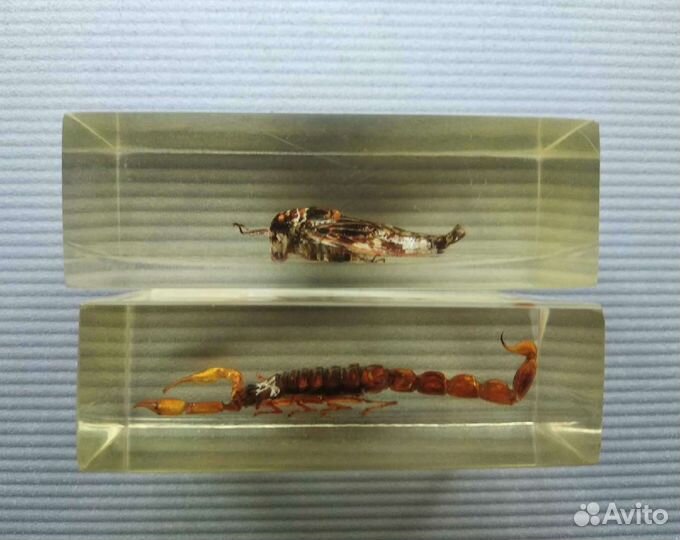 Насекомые и их знакомые (цена за всё)