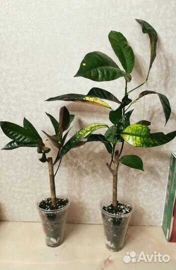 Кротон Мистер Айсон