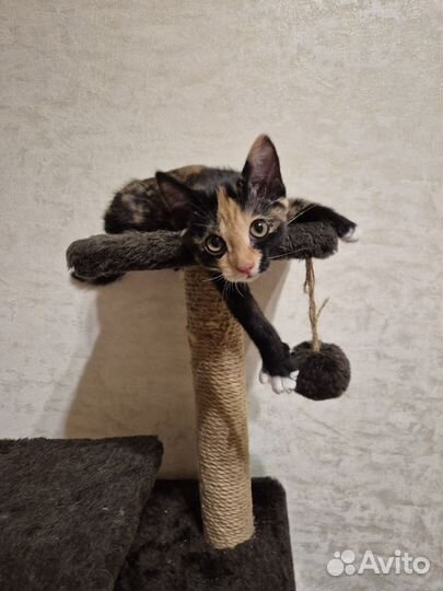 Отдам в добрые руки маленькую кошечку