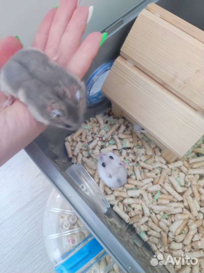 Джунгарский хомяк