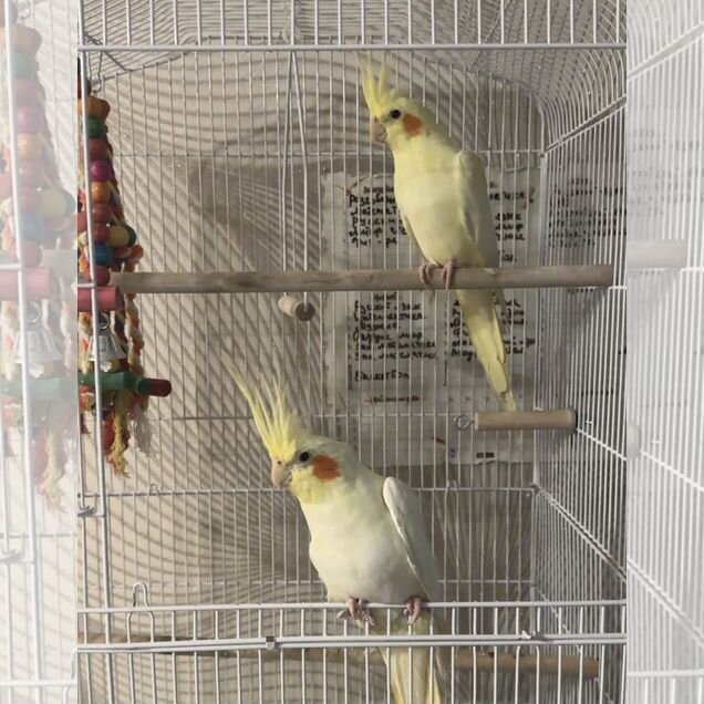 2 Попугая корелла