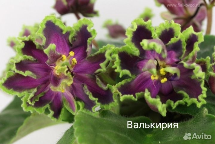 Сортовые фиалки:6 сортов (листы на срез)