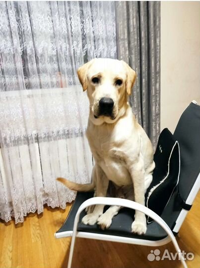 Кобель лабрадора вязка