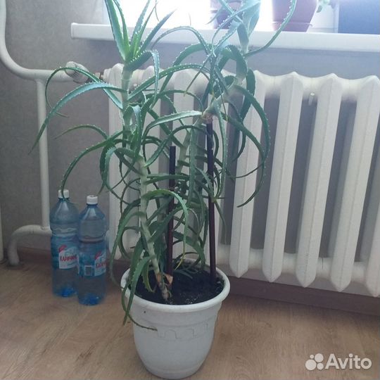 Алоэ столетник