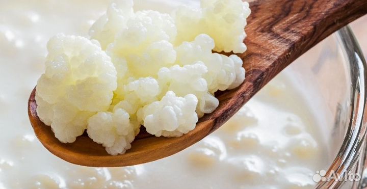 Тибетский молочный гриб