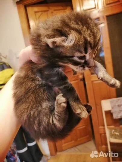 Очаровательные котята