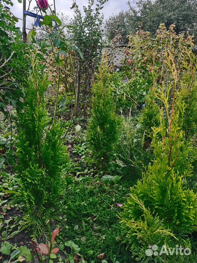 Туя смарагд