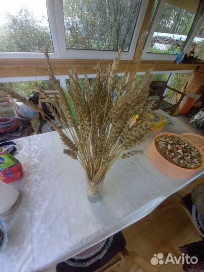Сухоцветы пшеница