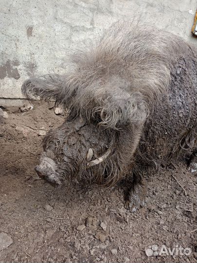 Хряк венгерской мангалицы