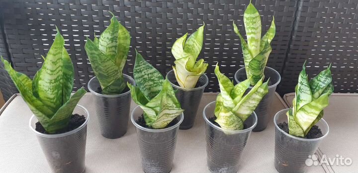 Сансевиерия Ханни