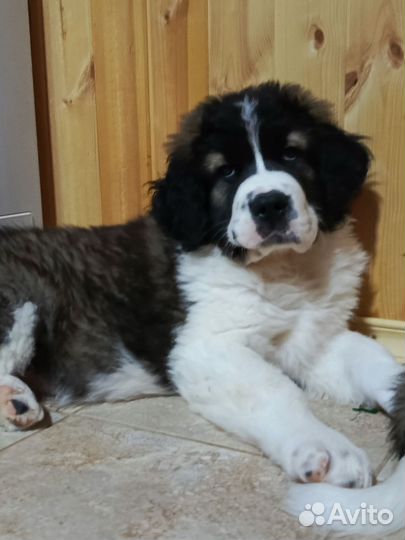 Щенки Московской сторожевой