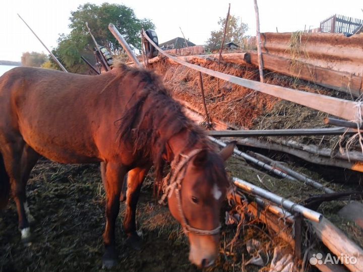 Лошадь кобыла