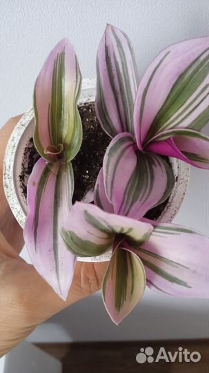 Традесканция Нанук