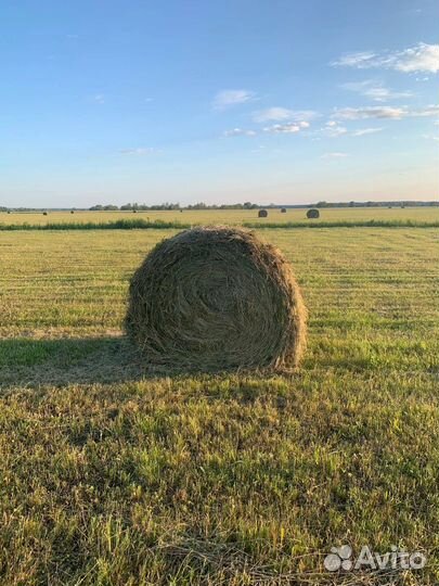 Сено в рулонах 2024