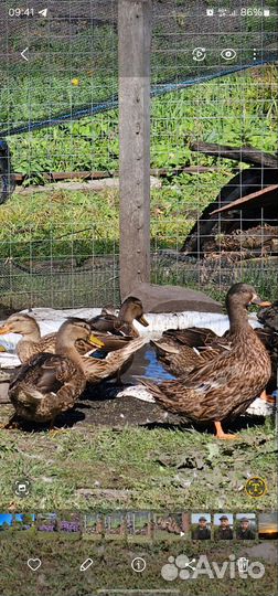 Подсадные утки