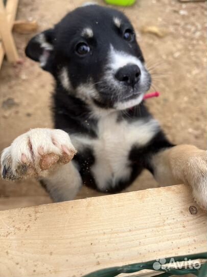 Щенки в дар