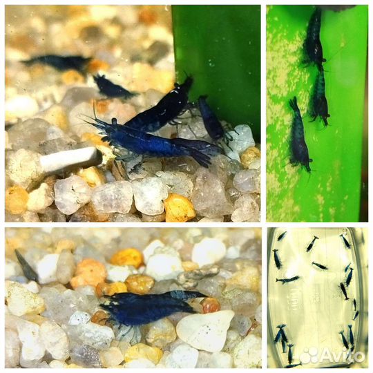 Креветки blue dream