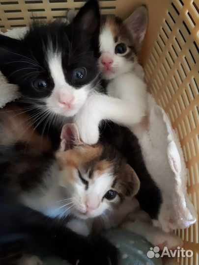 В добрые руки малыши