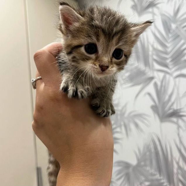 Котёнок в добрые руки
