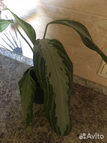 Аглаонема Сильвер Бей