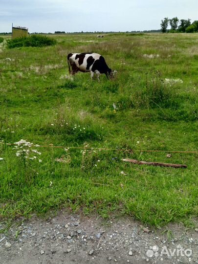 Продам корову