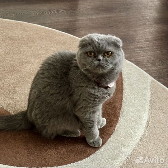 Шотландская вислоухая кошка бесплатно