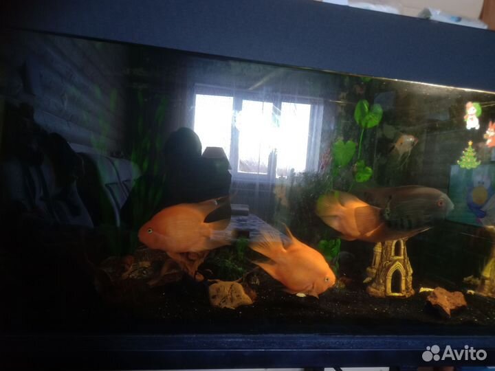 Аквариум