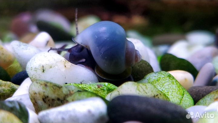 Ампулярия Черничная