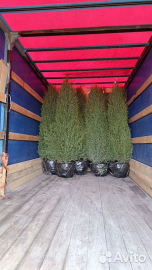 Туя смарагд