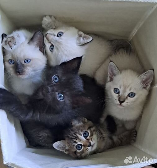 Котята в добрые руки