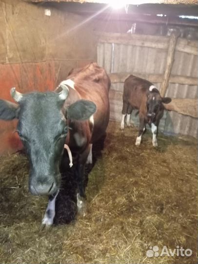 Корова с теленком